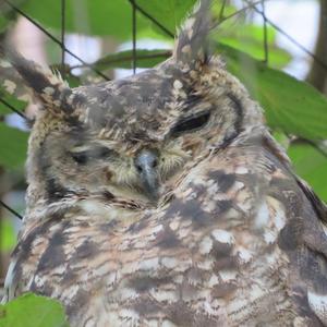 Eurasian Eagle-owl