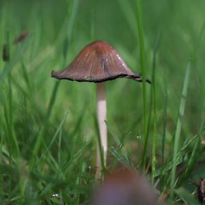 Non-inky Coprinus