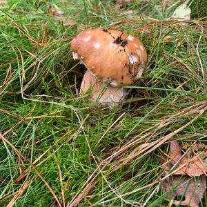 King Bolete