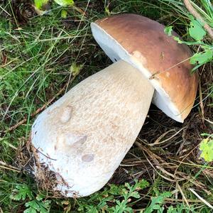 King Bolete