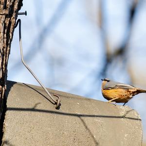 Wood Nuthatch