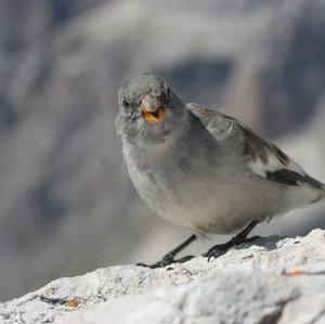 White-winged Snowfinch