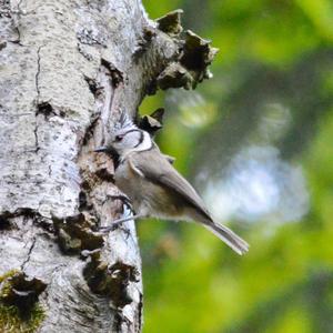 Crested Tit