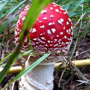 Fly Agaric