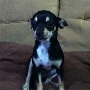Chihuahua