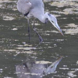 Grey Heron