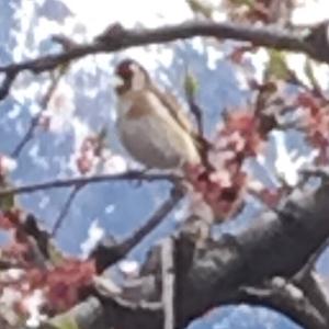 European Goldfinch