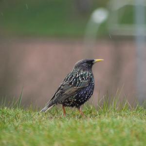 Common Starling