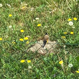 European Goldfinch