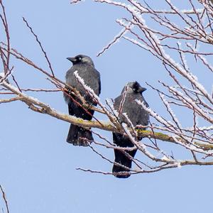 Eurasian Jackdaw