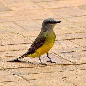 Tropical Kingbird