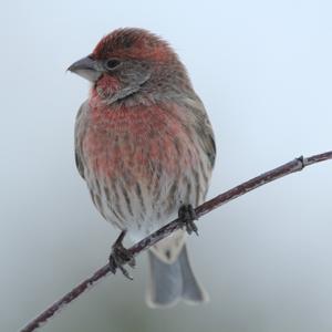 House Finch