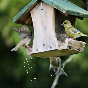 European Greenfinch