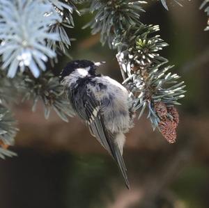 Coal Tit