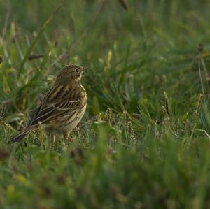 Tree Pipit