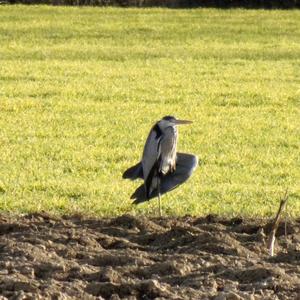 Grey Heron