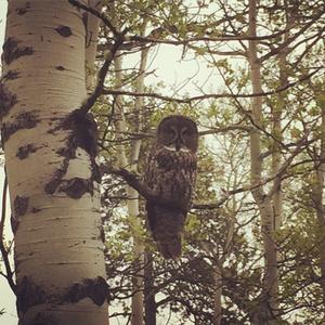 Great Grey Owl