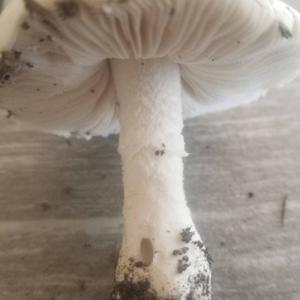 Destroying Angel