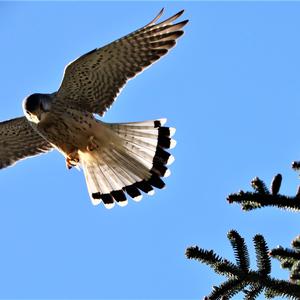 Common Kestrel