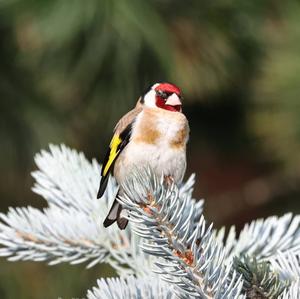 European Goldfinch