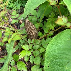 Black Morel