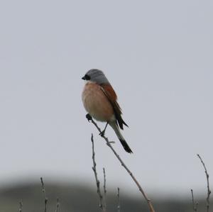 Red-backed Shrike