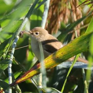 Eurasian Reed-warbler