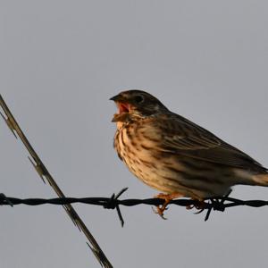 Corn Bunting