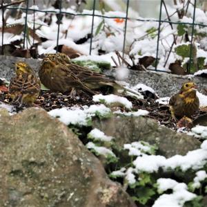 Yellowhammer