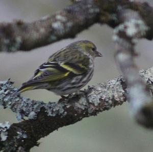 Eurasian Siskin