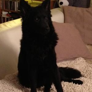 Unknown Breed