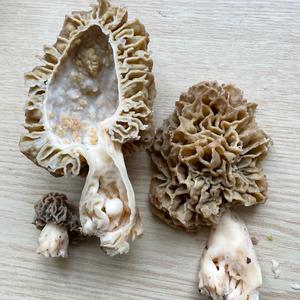 Yellow Morel