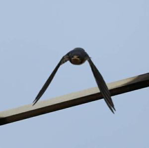 Barn Swallow