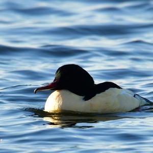 Common Merganser