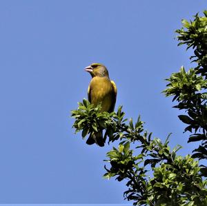 European Greenfinch