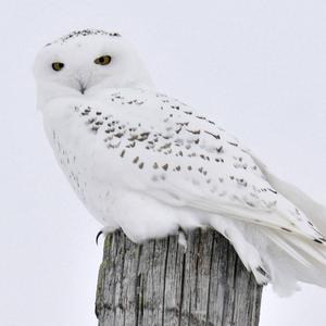 Snowy Owl