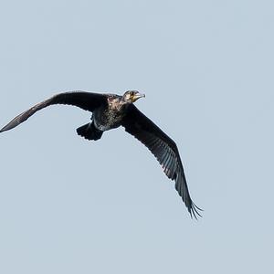 Great Cormorant