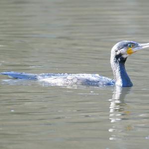 Great Cormorant