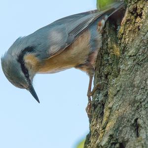 Wood Nuthatch