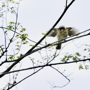 Long-tailed Shrike