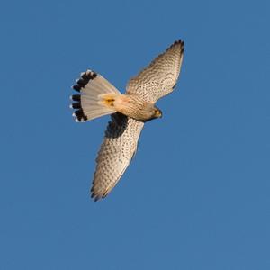 Common Kestrel