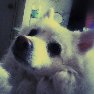 Unknown Breed