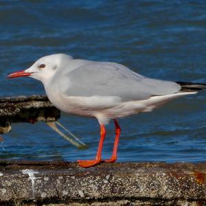 Slender-billed Gull