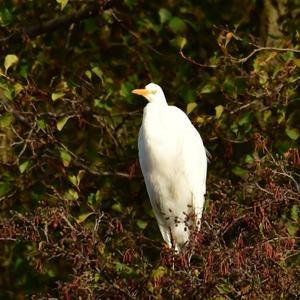 Great Egret