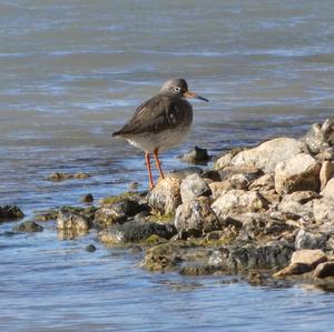 Common Redshank