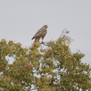 Common Buzzard