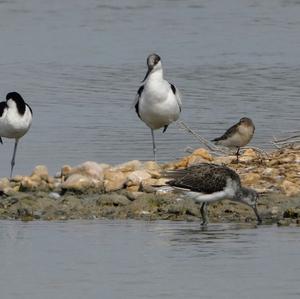 Curlew Sandpiper