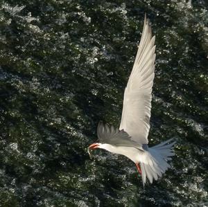 Common Tern