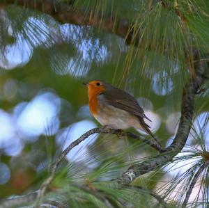 European Robin