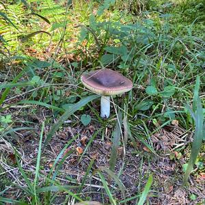 Shellfish-scented Russula